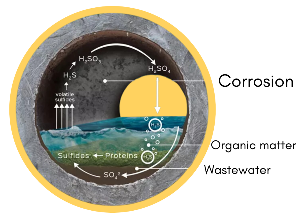 graphic illustrating where corrosion is found in a wastewater structure, cross section of pipe showing corrosion above the water line